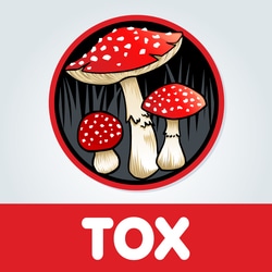 Episode Cover Art